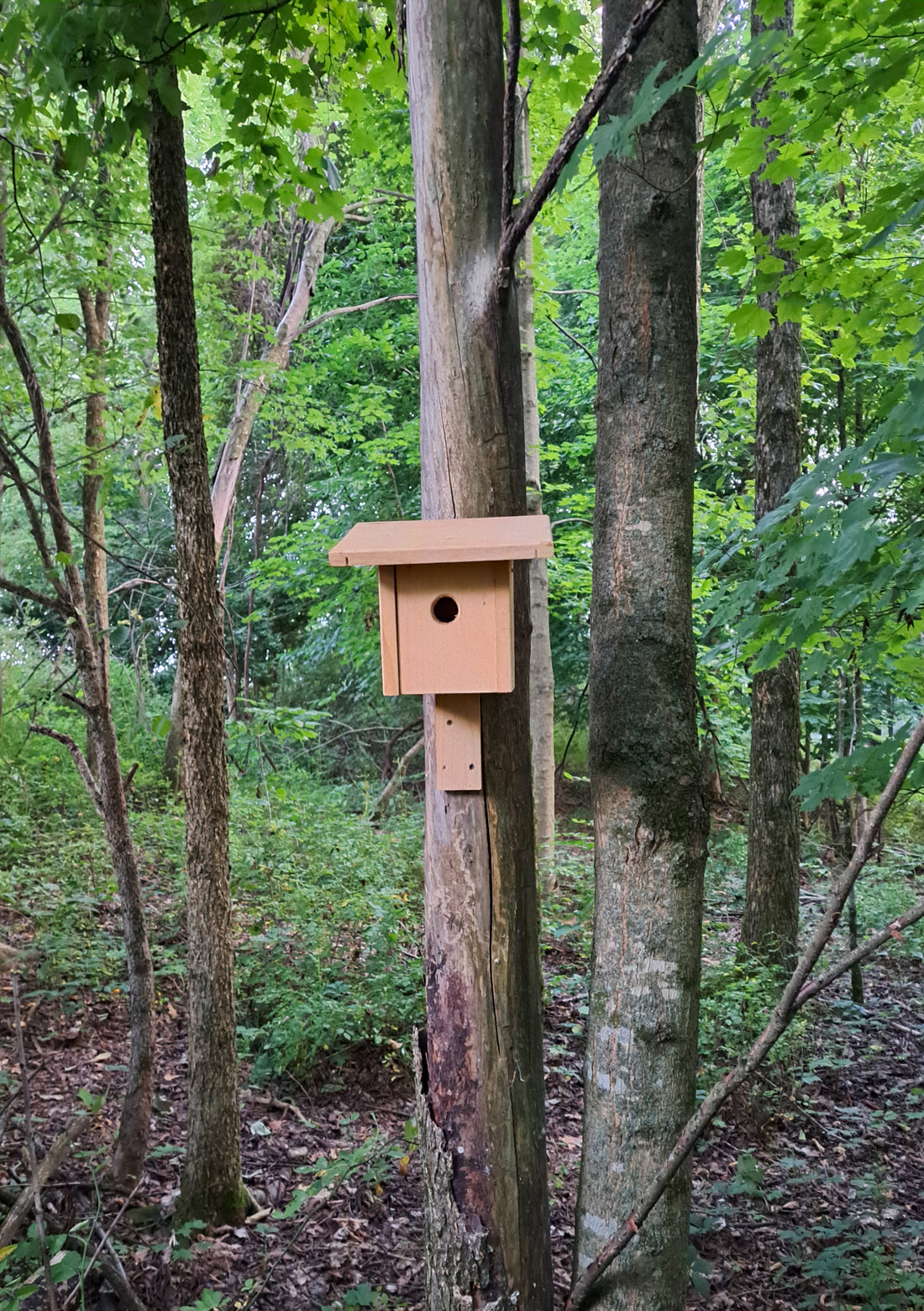 Building a Birdhouse Haven: Key Features for Feathered Friends