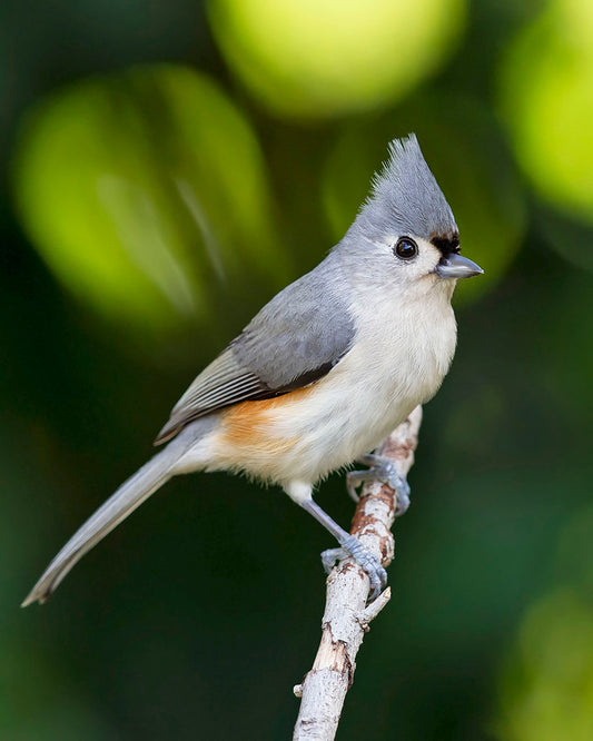 Step into the enchanting world of the Tufted Titmouse.