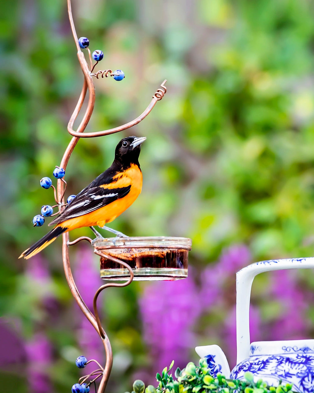 The Beautiful, The Bright, The Baltimore Oriole