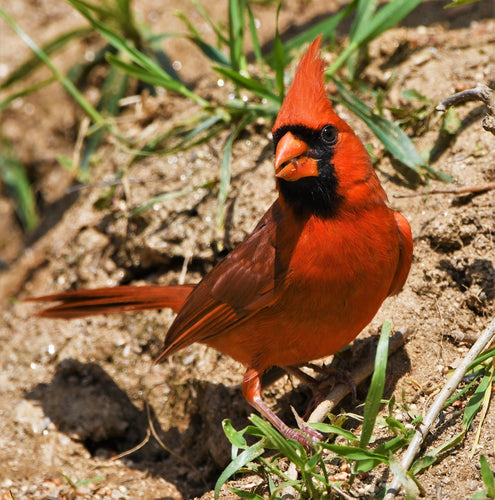 Northern Cardinal a Catholic Bird ?