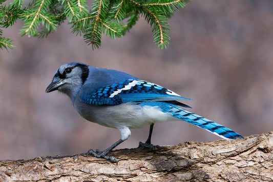 A Blue Jay perched on a branch looking back over its shoulder. 