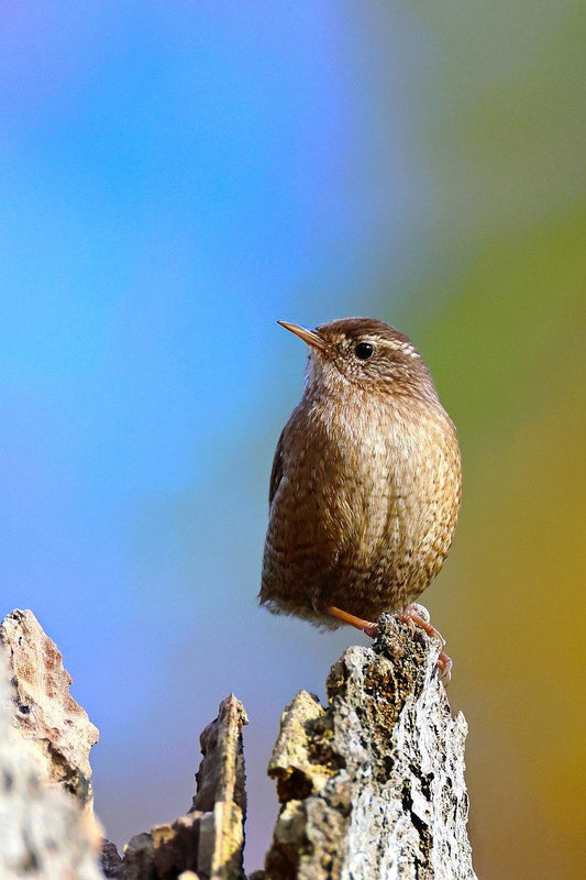 A Press Release on Behalf of the House Wren