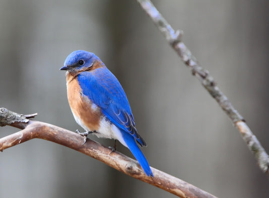 The Exciting World of Bluebirds