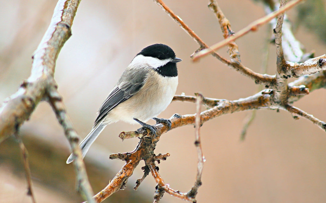 A bird wearing a helmet? That's a Chickadee