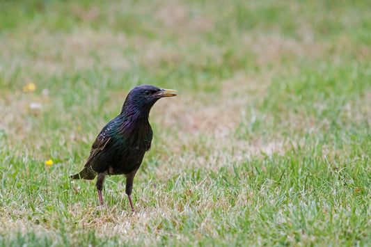 Let me Introduce You to the European Starling